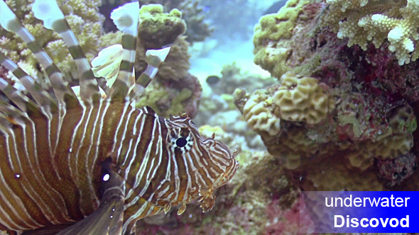 African Lionfish on Coral Reef African Lionfish on Coral Reef