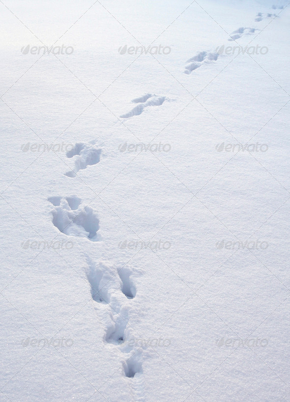 Rabbit trail in newly fallen snow