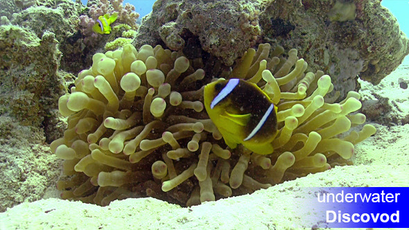 Clown Anemonefish on Coral Reef Clown Anemonefish on Coral Reef