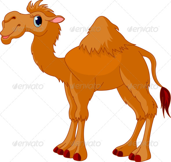 Camel Camel