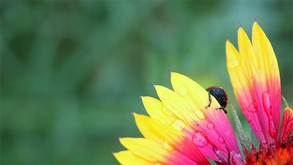 Curious Beetle Curious Beetle