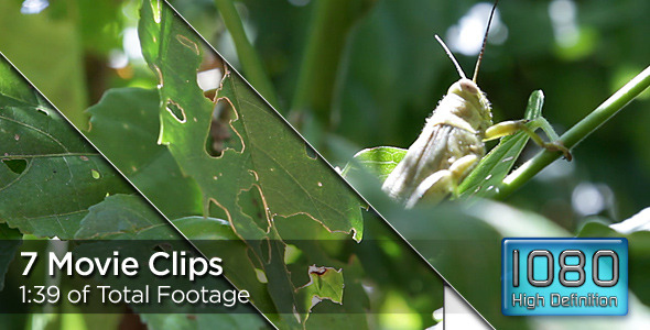 Grasshoppers Ravage Plants Grasshoppers Ravage Plants