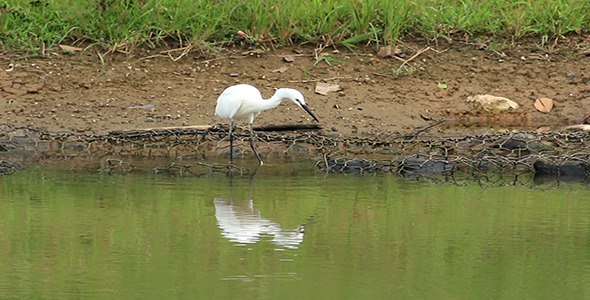 Little Egret Egretta garzetta Fishing Little Egret Egretta garzetta Fishing