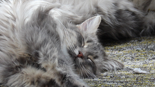 Sleeping Cat 1 Sleeping Cat 1