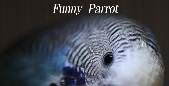 Funny Parrot Funny Parrot