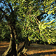 Olive Branch Olive Branch - VideoHive Item for Sale