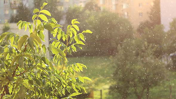 Sunny Blended Autumn Rain Sunny Blended Autumn Rain