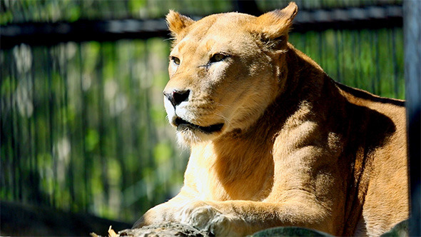 Lioness Lioness