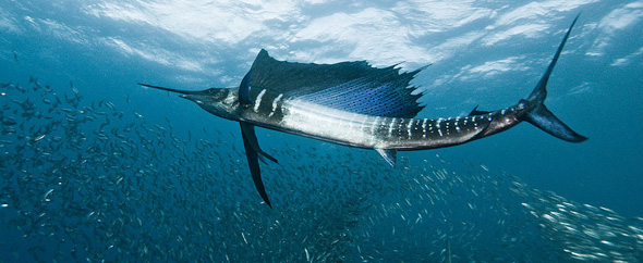 luyaoli