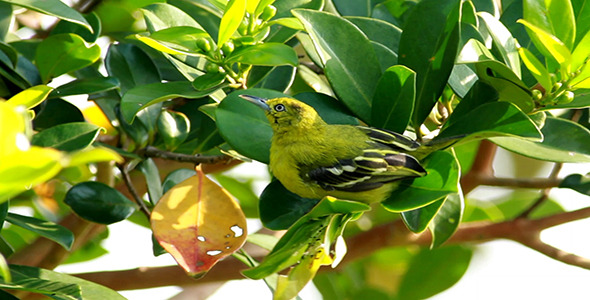 Common Iora Aegithina tiphia Common Iora Aegithina tiphia