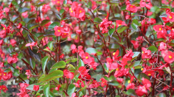 Begonia Field Begonia Field