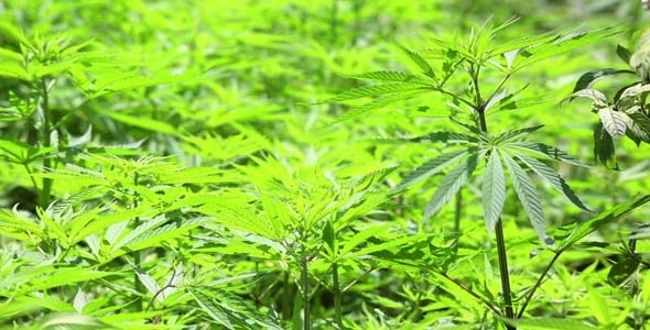 Marijuana Farm in Kathmandu Nepal 4 Marijuana Farm in Kathmandu Nepal 4