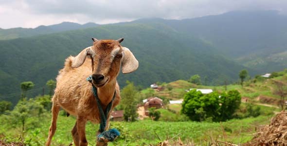 Goats In Pasture Himalayan Mountains Goats In Pasture Himalayan Mountains