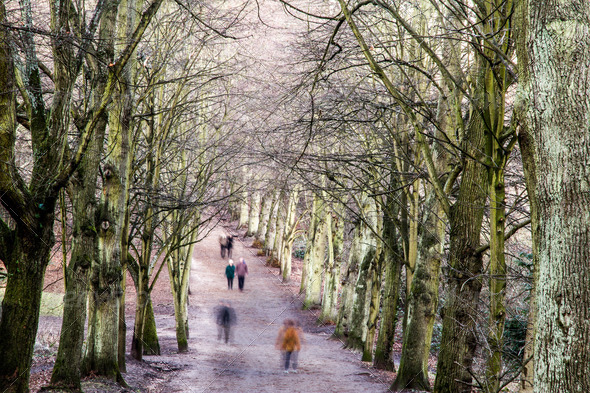 Pedestrians in a tree-lined avenue in winter