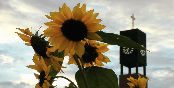 Sunflower and the Church Sunflower and the Church