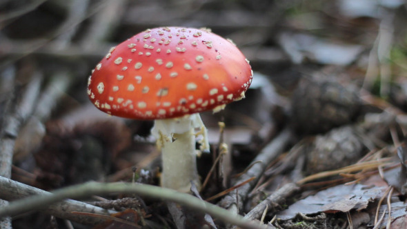 Alone Toadstool Alone Toadstool