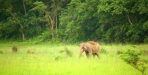 Elephant Grazing In Meadow 2 Elephant Grazing In Meadow 2