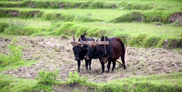 Oxen in Field Pokhara Nepal Oxen in Field Pokhara Nepal