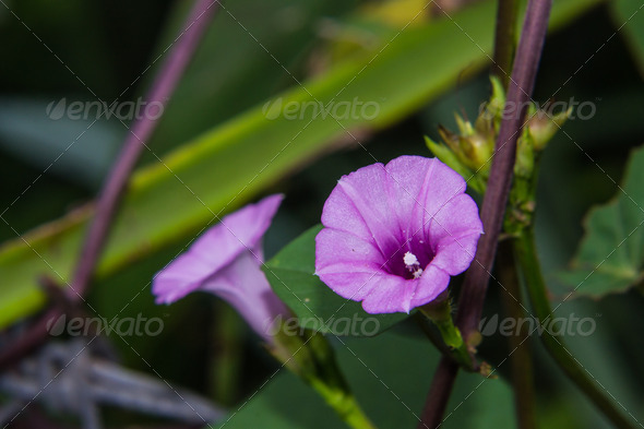 Purple Flower Sweet Potato Crop Leaf Harvest