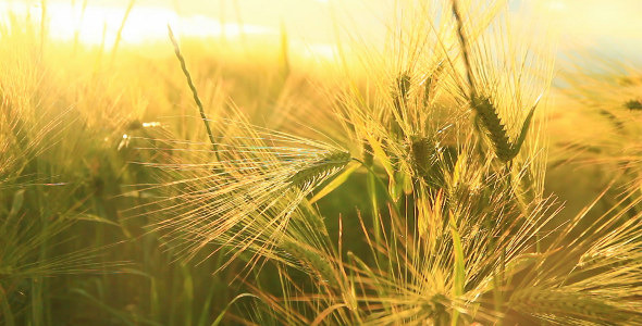 Sunny Wheat Sunny Wheat