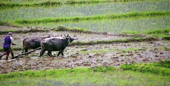 Oxen Ploughing In Rice Paddy 2 Oxen Ploughing In Rice Paddy 2