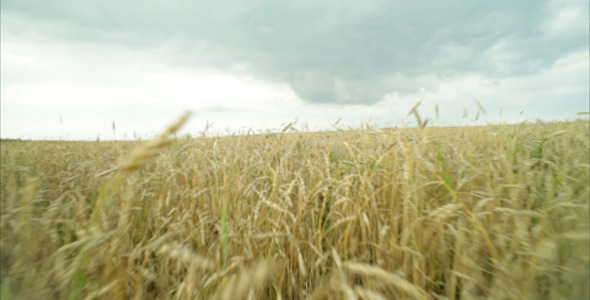 Wheat Field Wheat Field