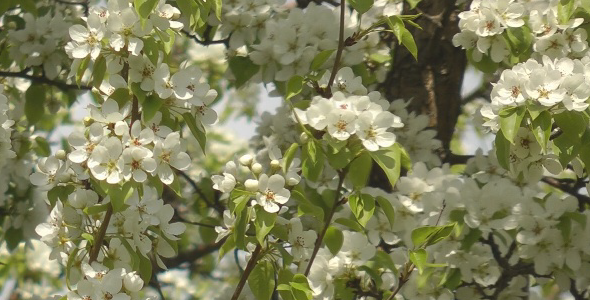blooming apple trees blooming apple trees