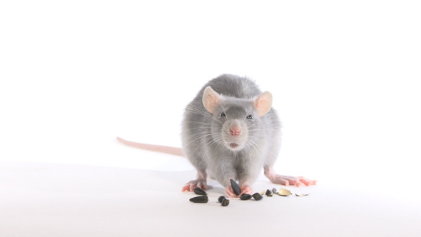 Rat Gnaws Seeds Rat Gnaws Seeds