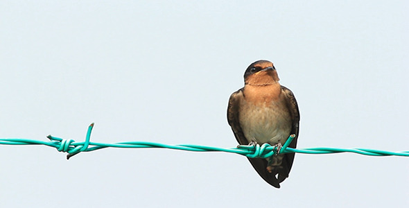 Swallow On The Fence 2 Swallow On The Fence 2