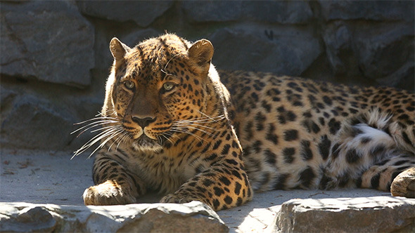 Jaguar Jaguar