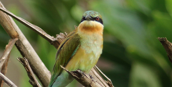 Blue Tailed Bee Eater Pack Blue Tailed Bee Eater Pack