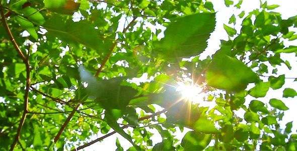 Sunlight Through The Leaves 6 Sunlight Through The Leaves 6