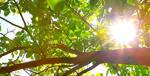 Sunlight Through The Leaves 8 Sunlight Through The Leaves 8