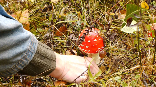 Fly Agaric Fly Agaric
