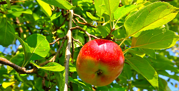 Red Apple 1 Red Apple 1