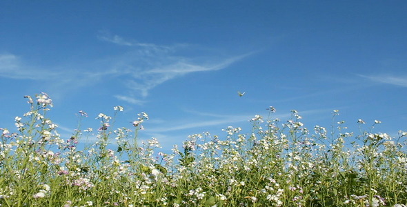 Butterflies Butterflies