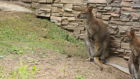 Kangaroo Family Kangaroo Family