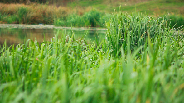 Green Grass on Water 2 Green Grass on Water 2