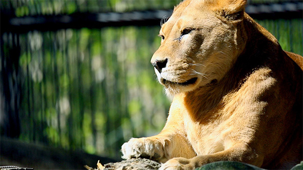 Lioness Lioness