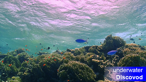 Waves of the Sea Over the Coral Reef 03 Waves of the Sea Over the Coral Reef 03