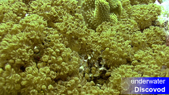 Red Pulse Soft Coral 02 Red Pulse Soft Coral 02