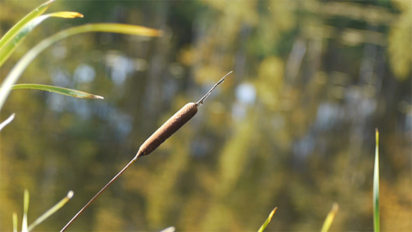 Reed On The Forest Lake Reed On The Forest Lake