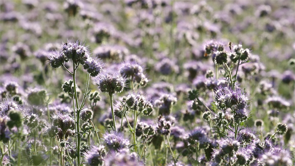 Phacelia Flowers Phacelia Flowers