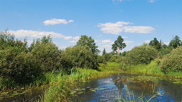 Summer Landscape Summer Landscape