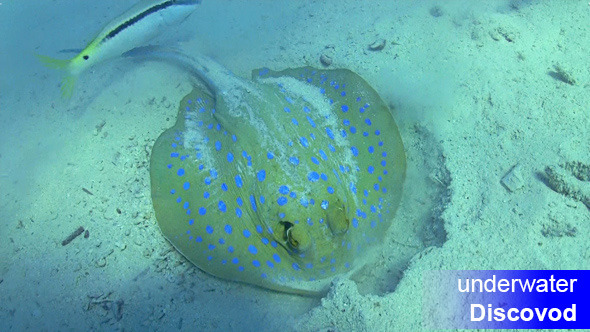 Blue Spotted Stingray Under the Coral Reef 3 Blue Spotted Stingray Under the Coral Reef 3