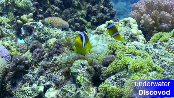 Clown Anemonefish on Coral Reef Clown Anemonefish on Coral Reef