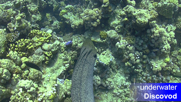 Murena on Coral Reef Murena on Coral Reef