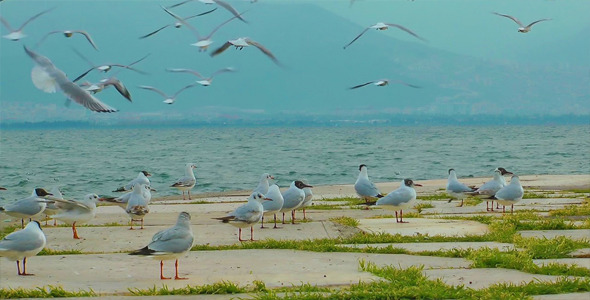 Pigeons and Seagulls 2 Pigeons and Seagulls 2