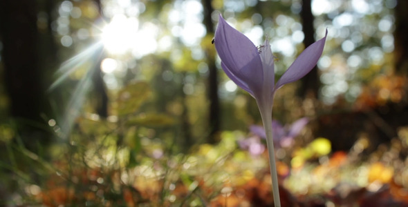 Sunkissed Crocus Blowing in the Wind Sunkissed Crocus Blowing in the Wind