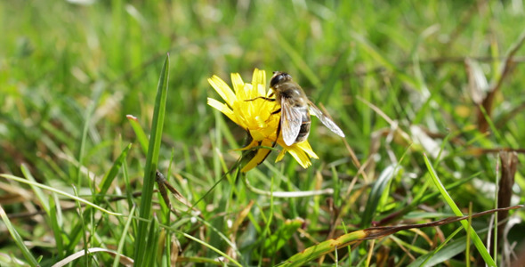 Bee Searching for Pollen 1 Bee Searching for Pollen 1